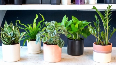 CHĂM SÓC CÂY CẢNH MINI